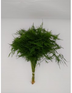Asparagus Plumosus 45 cm...