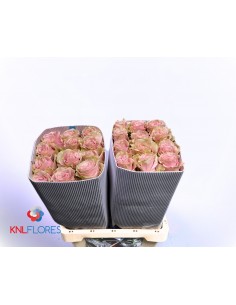 Roses Equateur Pink Mondial...
