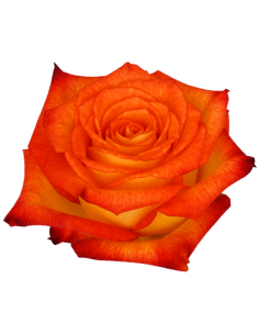 Roses Equateur Dakar 60 cm...
